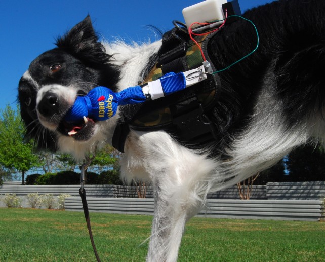 FIDO: Helping Dogs Communicate