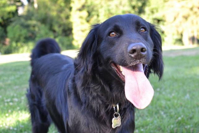Need A New Password? Don’t Use Your Dog’s Name!