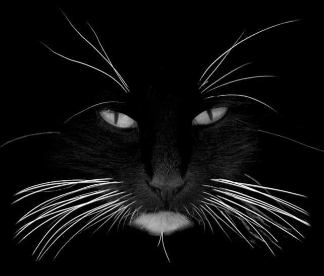 New E-Whiskers Could Help Robots “Feel” Their Environment