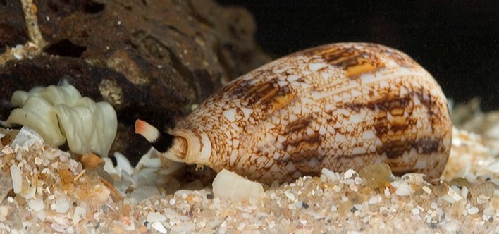 Cone Snail Venom-Based Painkiller Stronger Than Morphine