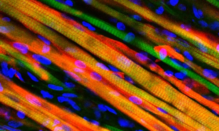 Self-Healing Muscle Grown in Lab