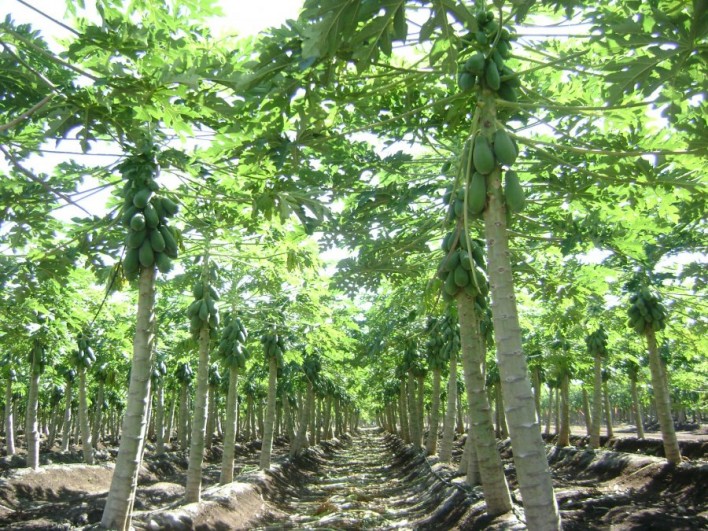 New Scientific App Created To Track Plant Virus