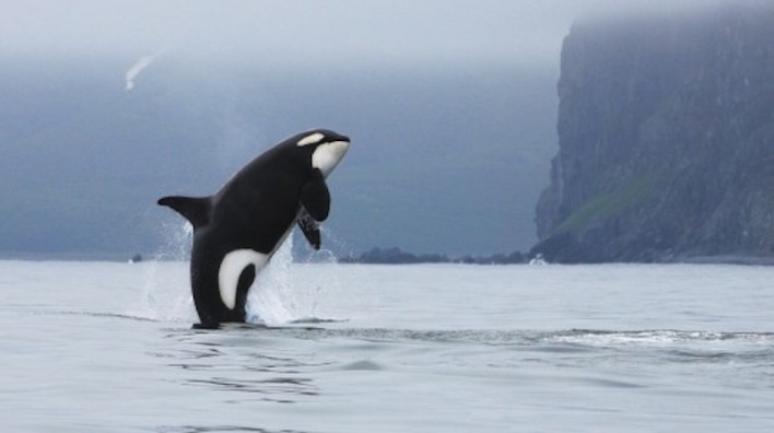 Researchers Using Drones to Study Killer Whales