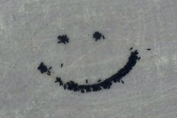 This Farmer Uses A Drone To Make “Cow Art”