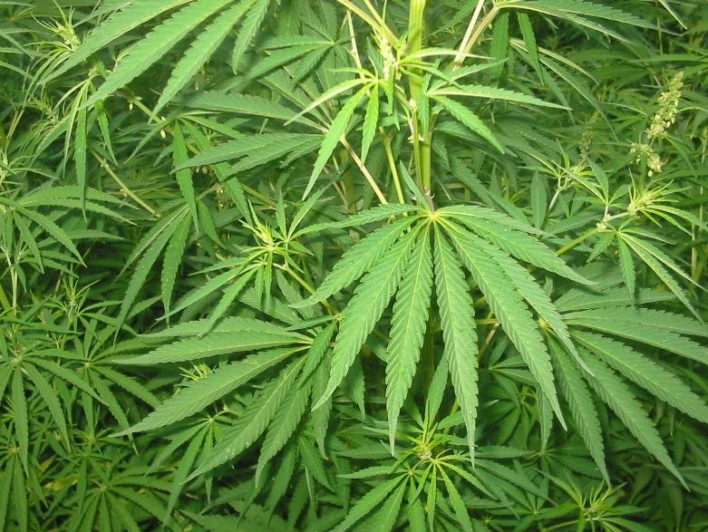 Microsoft Get In On Marijuana Trade
